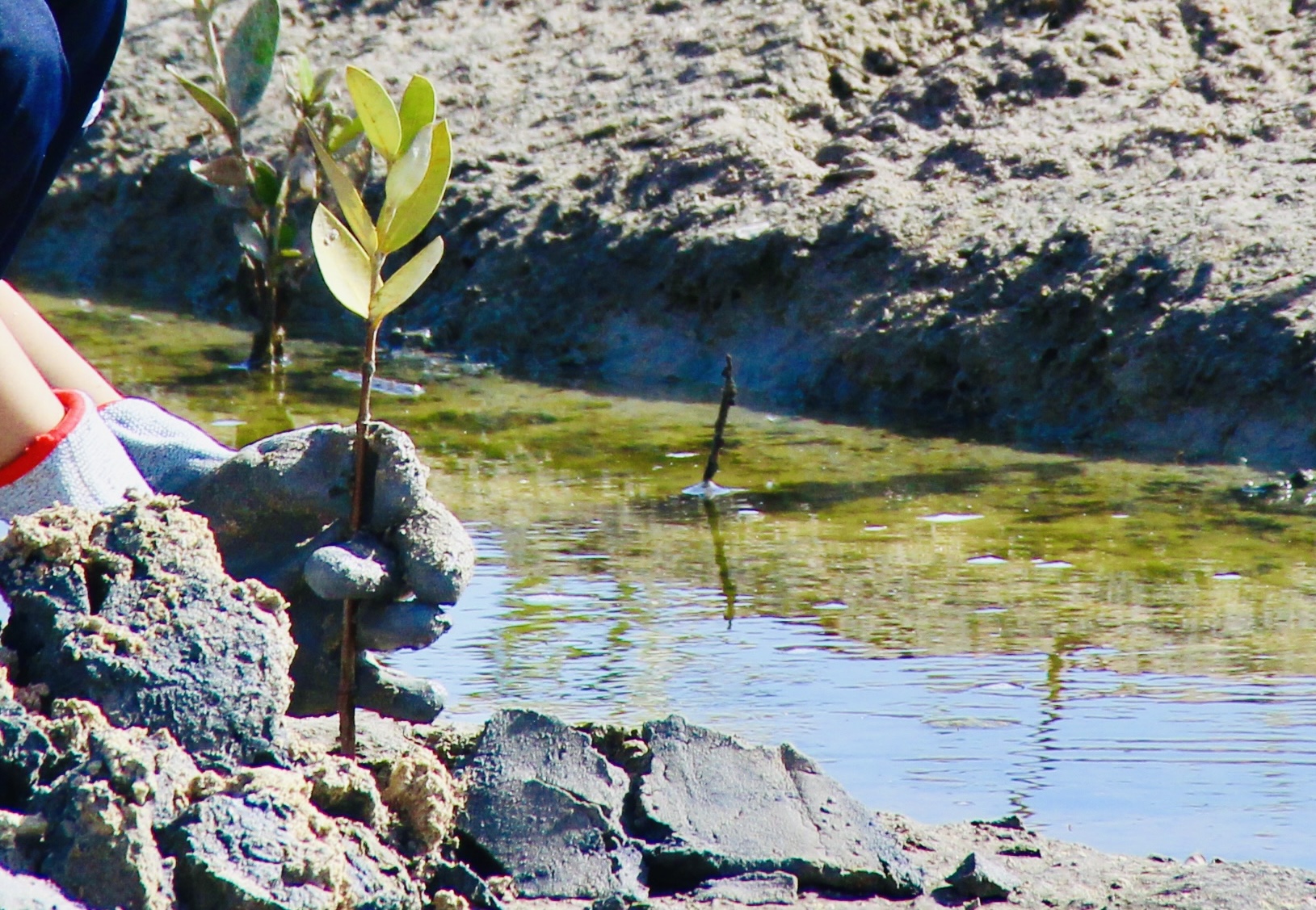 Growing Stewardship: Building a Culture of Sustainability in Our School