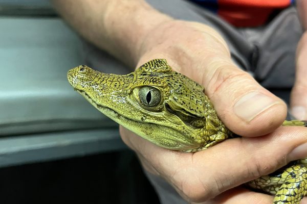 amazon-activity amazon-activity