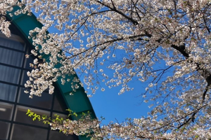 Japan Global Citizen Camp